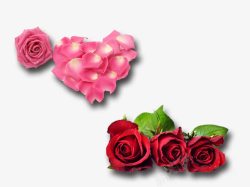 两款浪漫玫瑰花素材