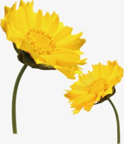 教师节黄色花朵手绘素材