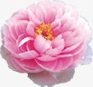 写实风格粉色大花朵素材