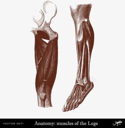 腿脚人体腿脚肌肉分布高清图片