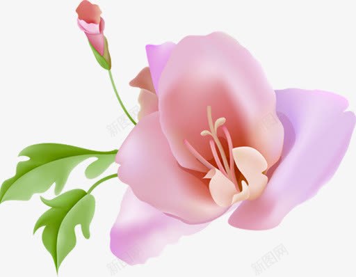 粉色甜美玫瑰花朵植物png免抠素材_新图网 https://ixintu.com 植物 玫瑰 甜美 粉色 花朵