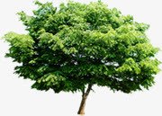绿树现代风景壁纸png免抠素材_新图网 https://ixintu.com 壁纸 现代 绿树 风景