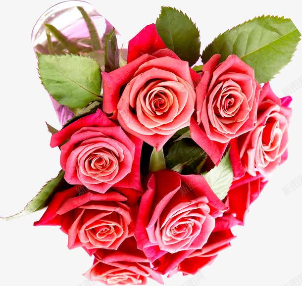 粉色玫瑰花束装饰png免抠素材_新图网 https://ixintu.com 玫瑰 粉色 花束 装饰