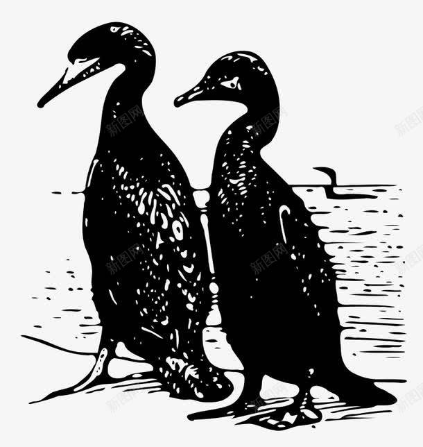 两只鸭子png免抠素材_新图网 https://ixintu.com 卡通鸭子 河边的鸭子 鸭子 黑色鸭子