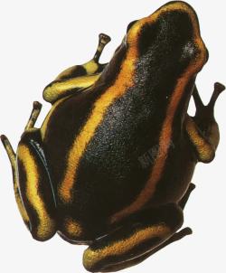 毒蛙黑色黄杠青蛙高清图片