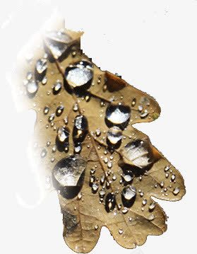 创意树叶枯叶露水雨滴png免抠素材_新图网 https://ixintu.com 创意 枯叶 树叶 雨滴 露水