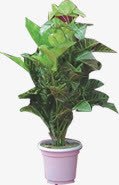 创意扁平彩绘风格植物png免抠素材_新图网 https://ixintu.com 创意 彩绘 扁平 植物 风格