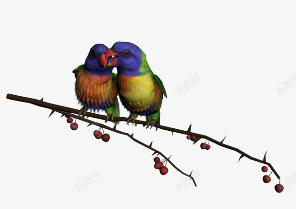 站在树上的两只鹦鹉png免抠素材_新图网 https://ixintu.com 图案设计 手绘 树枝 鹦鹉