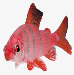 红色小鱼素材