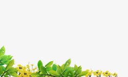 黄色花朵绿叶装饰素材