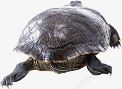 动物斑驳斑驳花纹的海龟高清图片