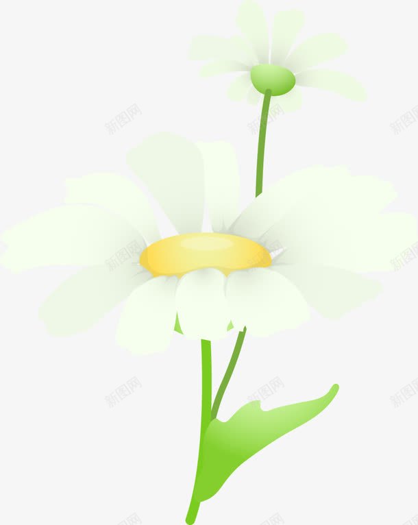 夏日植物花朵白色png免抠素材_新图网 https://ixintu.com 夏日 植物 白色 花朵