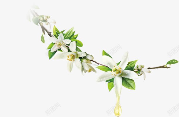 白色唯美小花植物png免抠素材_新图网 https://ixintu.com 植物 白色