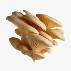 层层叠加的蘑菇素材