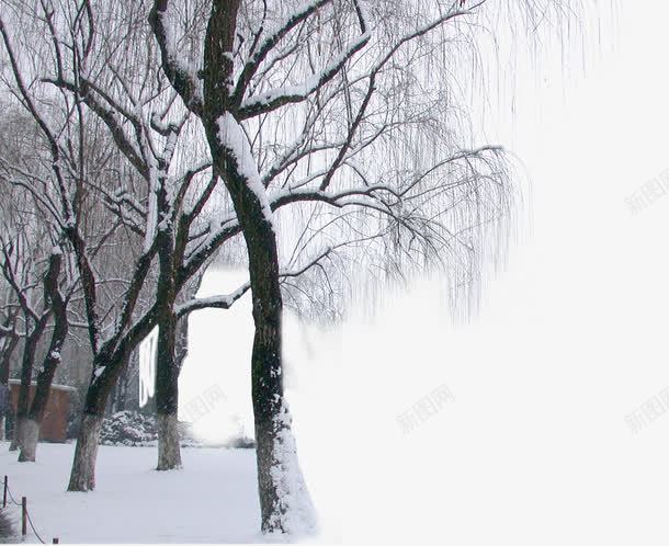 雪后公园树林风景png免抠素材_新图网 https://ixintu.com 公园 树林 雪后 风景