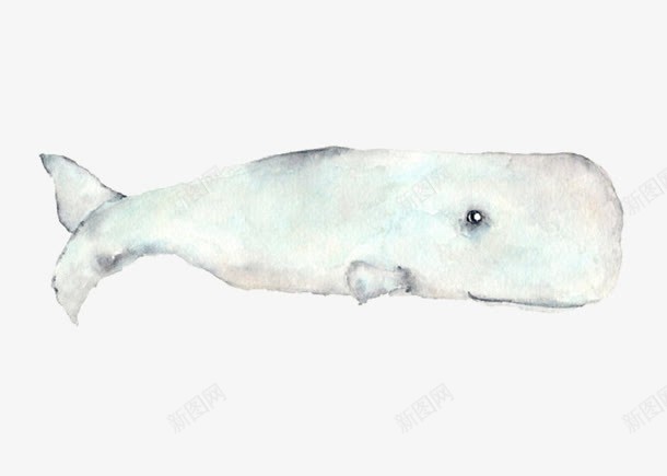 白色鲸鱼psd免抠素材_新图网 https://ixintu.com 动物 手绘 白色 鲸鱼