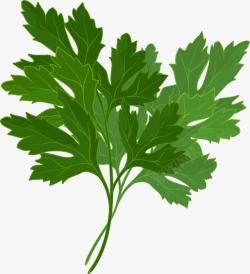 手绘香菜素材