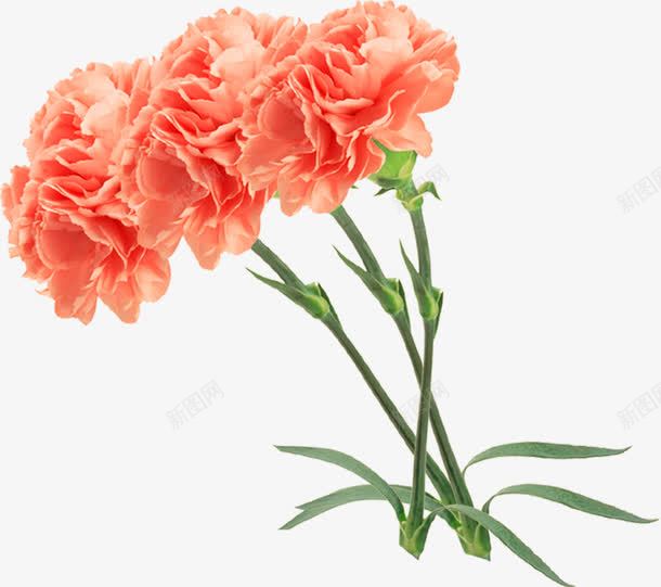 唯美多层手绘花朵植物png免抠素材_新图网 https://ixintu.com 植物 花朵