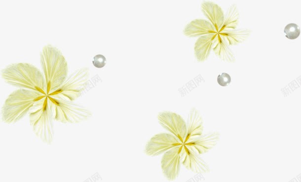 白色花朵珍珠png免抠素材_新图网 https://ixintu.com 图片 珍珠 白色 花朵