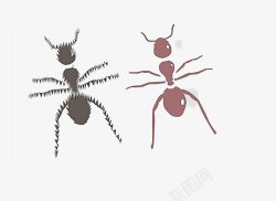 装饰图片小蚂蚁蚂蚁高清图片