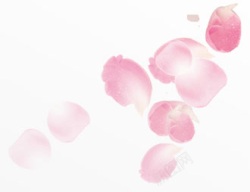 粉色浪漫甜蜜花瓣玫瑰素材