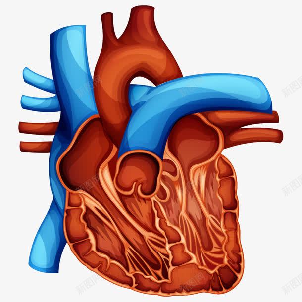 小心脏png免抠素材_新图网 https://ixintu.com 人体器官 卡通心脏 器官 心脏