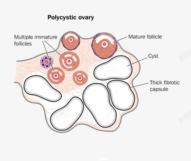 卵巢png免抠素材_新图网 https://ixintu.com 卡通 卵巢 器官 素材
