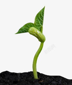 发芽的绿豆一颗长出绿叶的绿豆高清图片