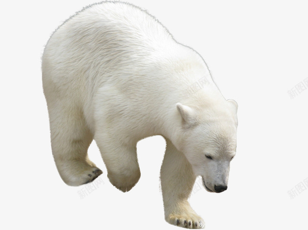 动物北极熊png免抠素材_新图网 https://ixintu.com 免扣 动物 北极熊 熊