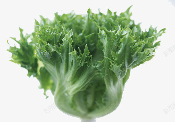 一颗青菜png免抠素材_新图网 https://ixintu.com 健康食物 绿色 绿色食物 蔬菜 青菜 食品