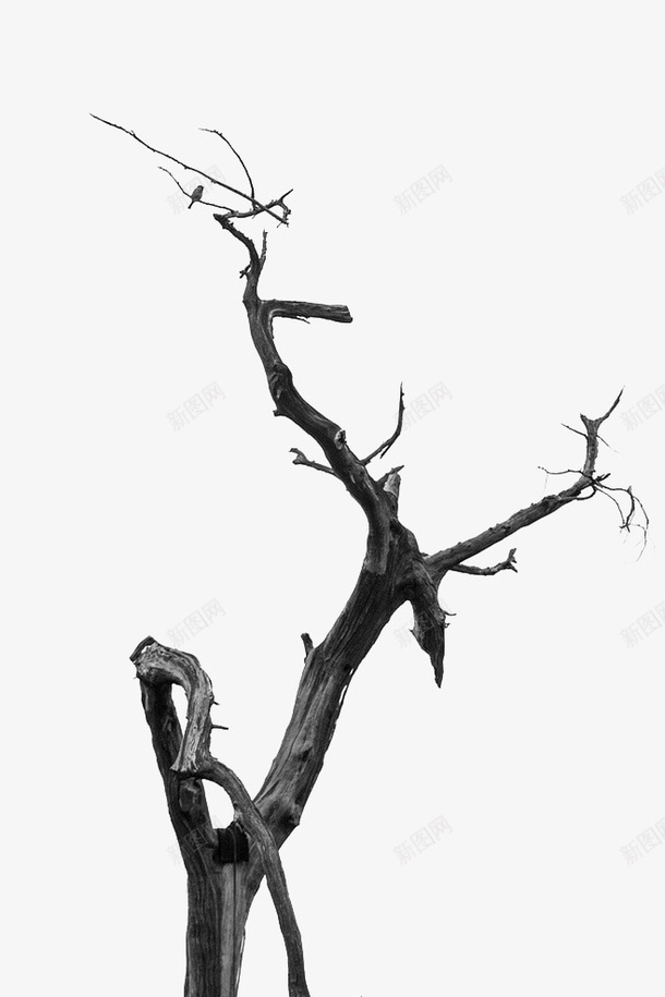 枯树枝上的小鸟png免抠素材_新图网 https://ixintu.com png图形 小鸟 树木 树枝 植物 装饰