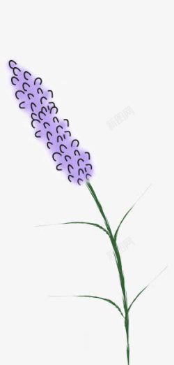 一枝紫色的花薰衣草紫色的高清图片