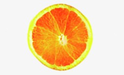新鲜手绘水果橙子素材