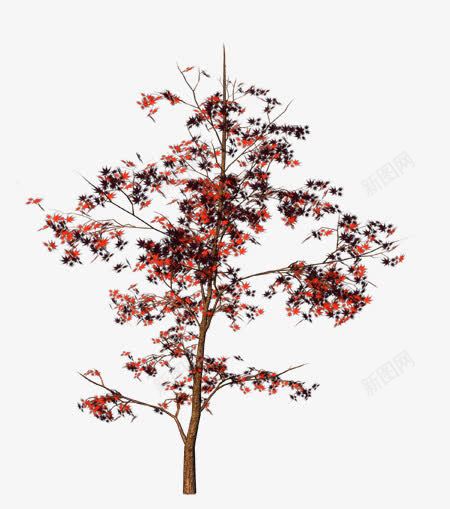 一颗树木png免抠素材_新图网 https://ixintu.com 一棵树 枝干 树冠 树木 红叶