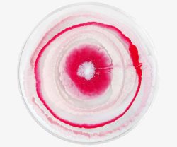 细胞培养皿盘子里的血迹高清图片