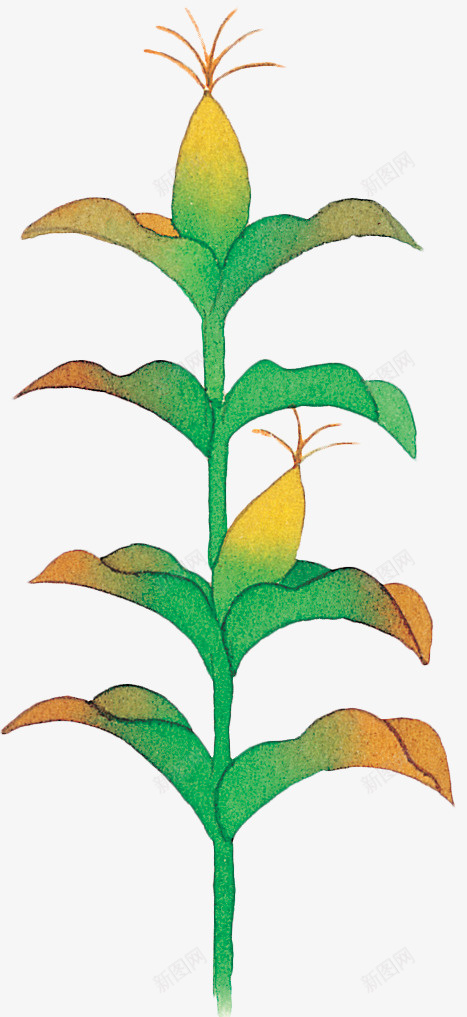 手绘玉米杆png免抠素材_新图网 https://ixintu.com 五谷杂粮 叶子 手绘 植物 玉米 玉米杆 玉米棒 绿色