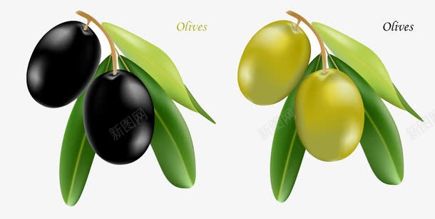 黑色和绿色橄榄果png免抠素材_新图网 https://ixintu.com 果实 植物 橄榄 绿色 绿色橄榄 黑色橄榄