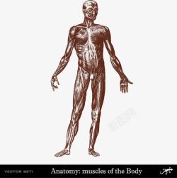 人体身体肌肉分布素材