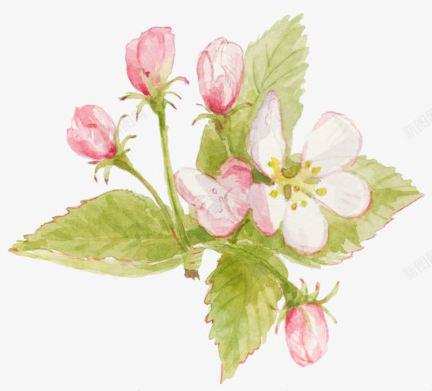 油彩花苞png免抠素材_新图网 https://ixintu.com 卡通 叶子 手绘 桔梗 白色 粉色 绿色 花朵