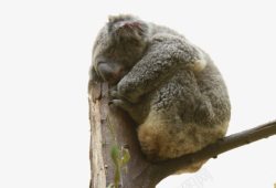 树上考拉考拉树上熟睡高清图片