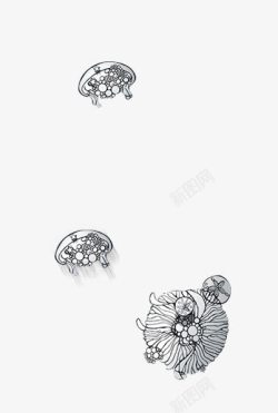 海花水母高清图片