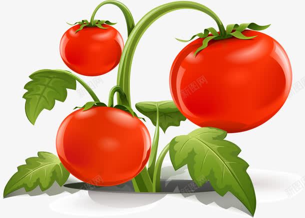 蔬菜西红柿png免抠素材_新图网 https://ixintu.com 维生素 绿叶 绿色食品 营养 蔬菜 西红柿