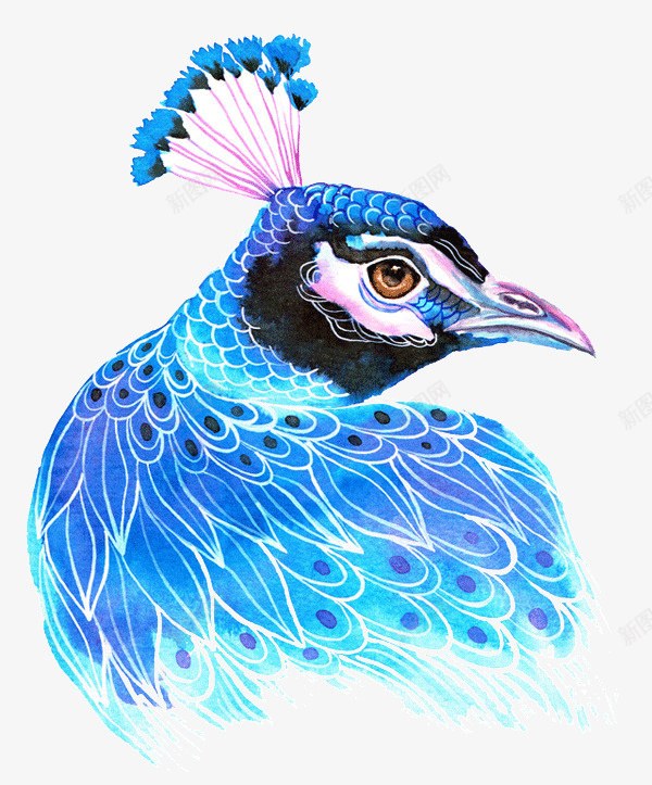 创意蓝色的鸟插画png免抠素材_新图网 https://ixintu.com 创意 彩绘 手绘 插画 蓝色 设计 鸟