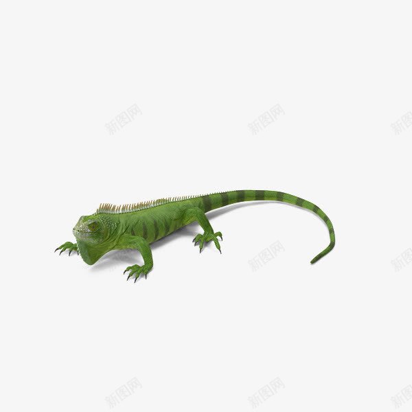 绿色斑纹蜥蜴png免抠素材_新图网 https://ixintu.com 斑纹 爬行动物 绿色 蜥蜴