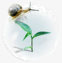 绿芽和蜗牛绿芽蜗牛高清图片