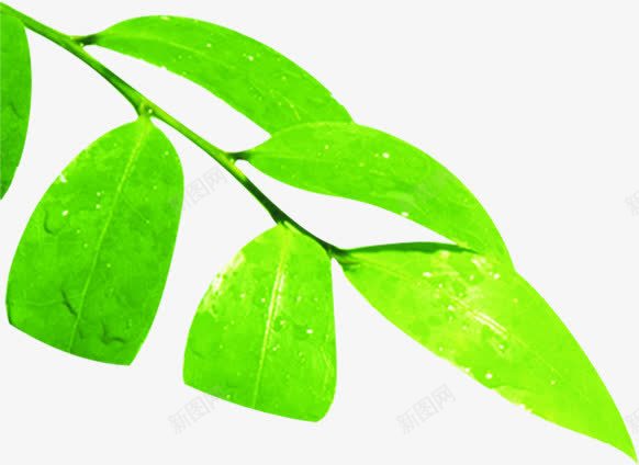 夏日植物海报树叶png免抠素材_新图网 https://ixintu.com 夏日 树叶 植物 海报