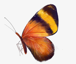 黑纹黑纹橙色蝴蝶高清图片