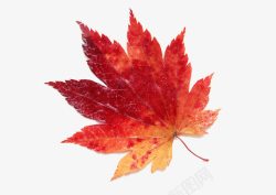 火红色的叶子秋叶树叶火红色的叶子高清图片