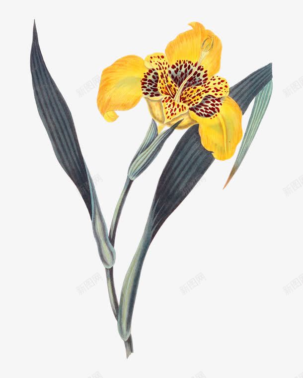 一朵黄色的花png免抠素材_新图网 https://ixintu.com 卡通 叶子 手绘 深蓝色 简图 花朵 花蕊 黄色