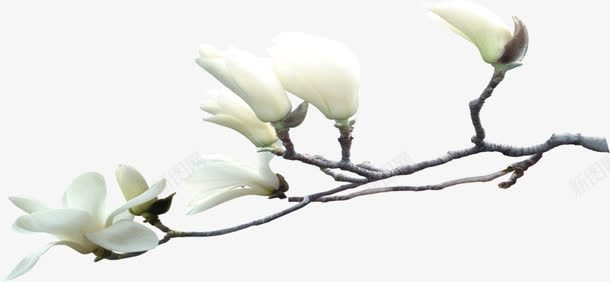 一支白色的花png免抠素材_新图网 https://ixintu.com 一支 白色 花